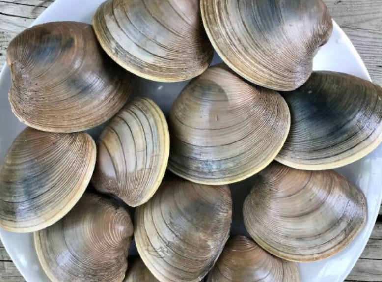 Cherrystone Clams (50ct) Florida Fresh Lobster & Stone Crab