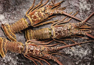 Whole Florida Lobster